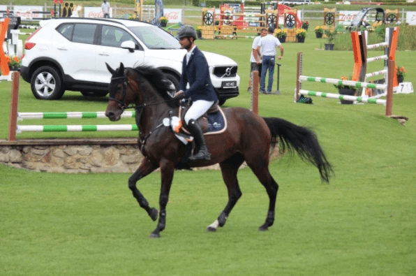 Chellano Lady – Díjugrató lovak – Makay Horse