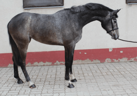 Campanella – Fiatal lovak – Makay Horse Campanella – Fiatal lovak – Makay Horse
