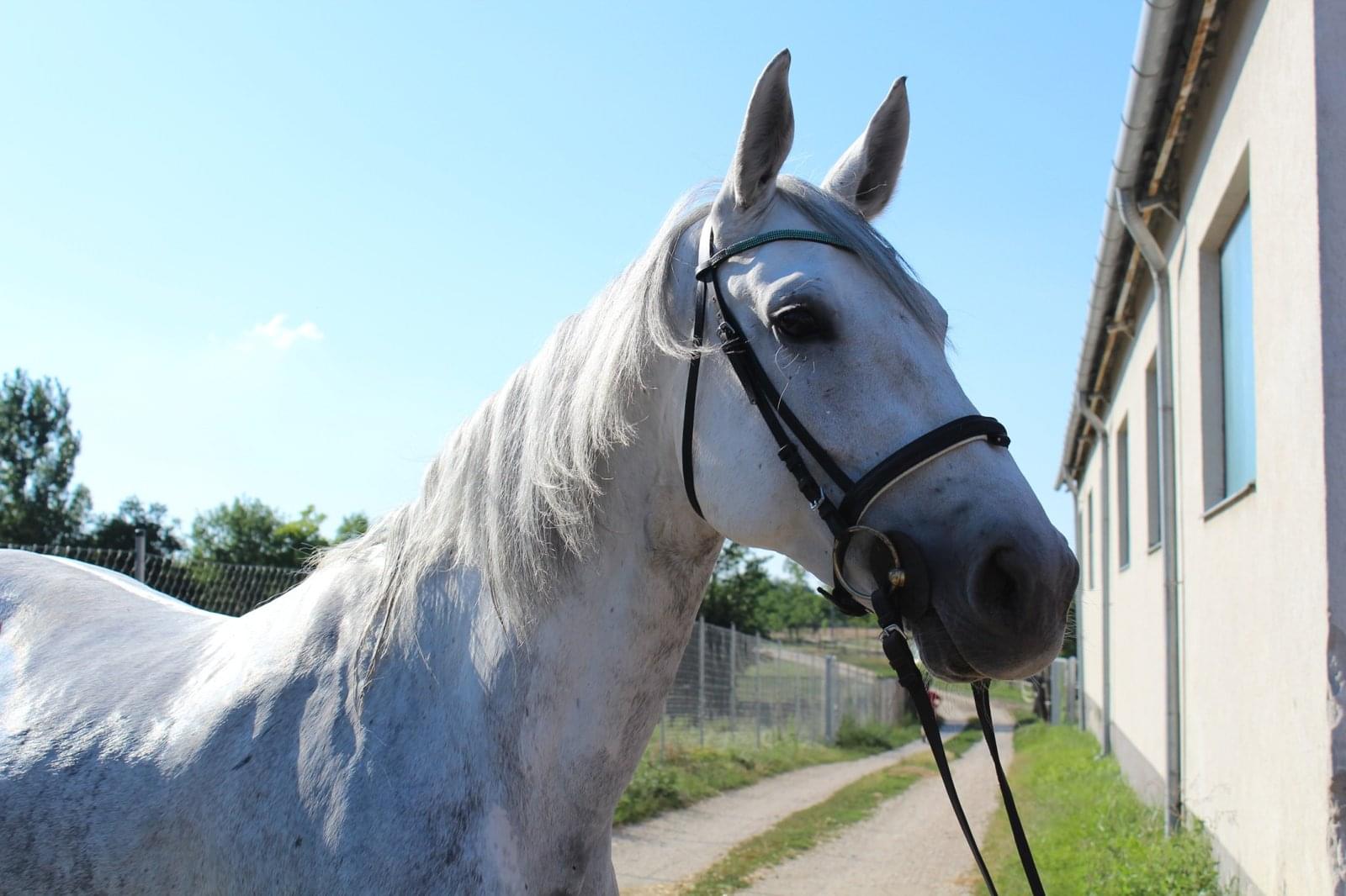 Benelaheelen – lófotó – Makay Horse Benelaheelen – lófotó – Makay Horse