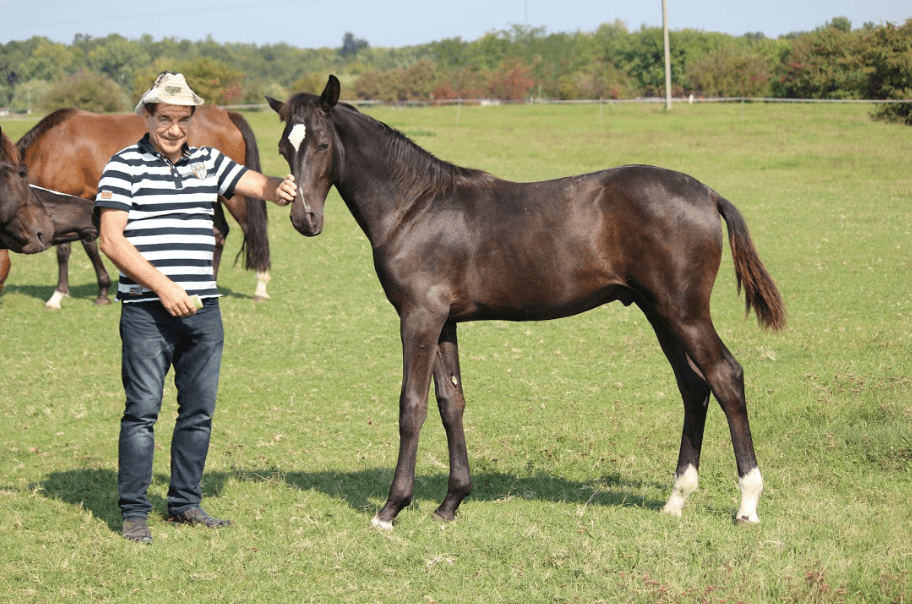KADARCO MT Z – Fiatal lovak – Makay Horse KADARCO MT Z – Fiatal lovak – Makay Horse