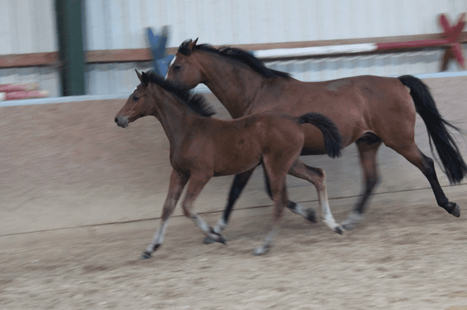 COMME IL FLORA – Fiatal lovak – Makay Horse