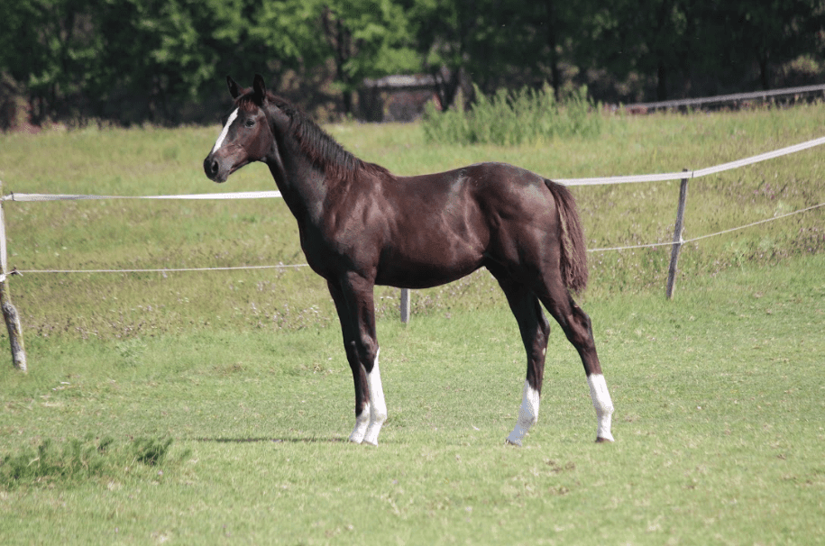 DANGELO MT Z – Fiatal lovak – Makay Horse