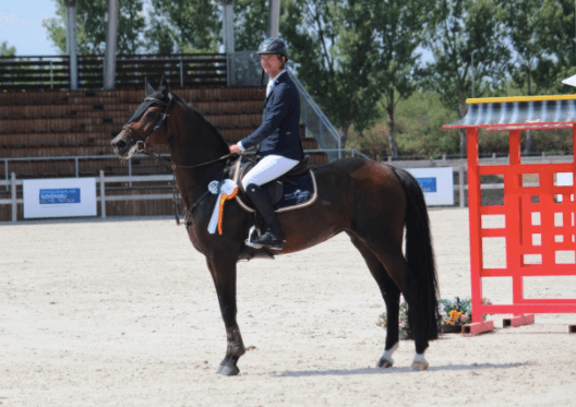 Quintana – lófotó – Makay Horse Quintana – lófotó – Makay Horse