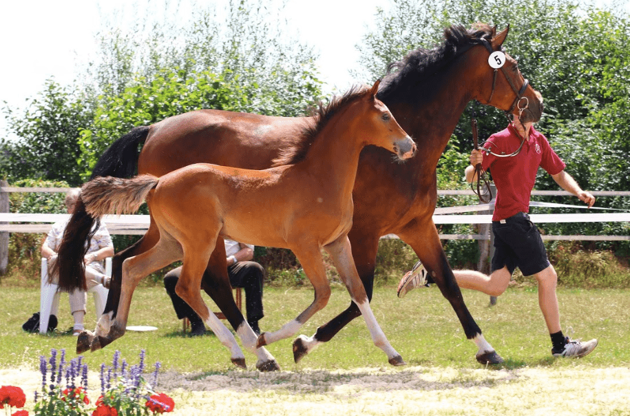 BLONDIE DE PLAISIR – Fiatal lovak – Makay Horse