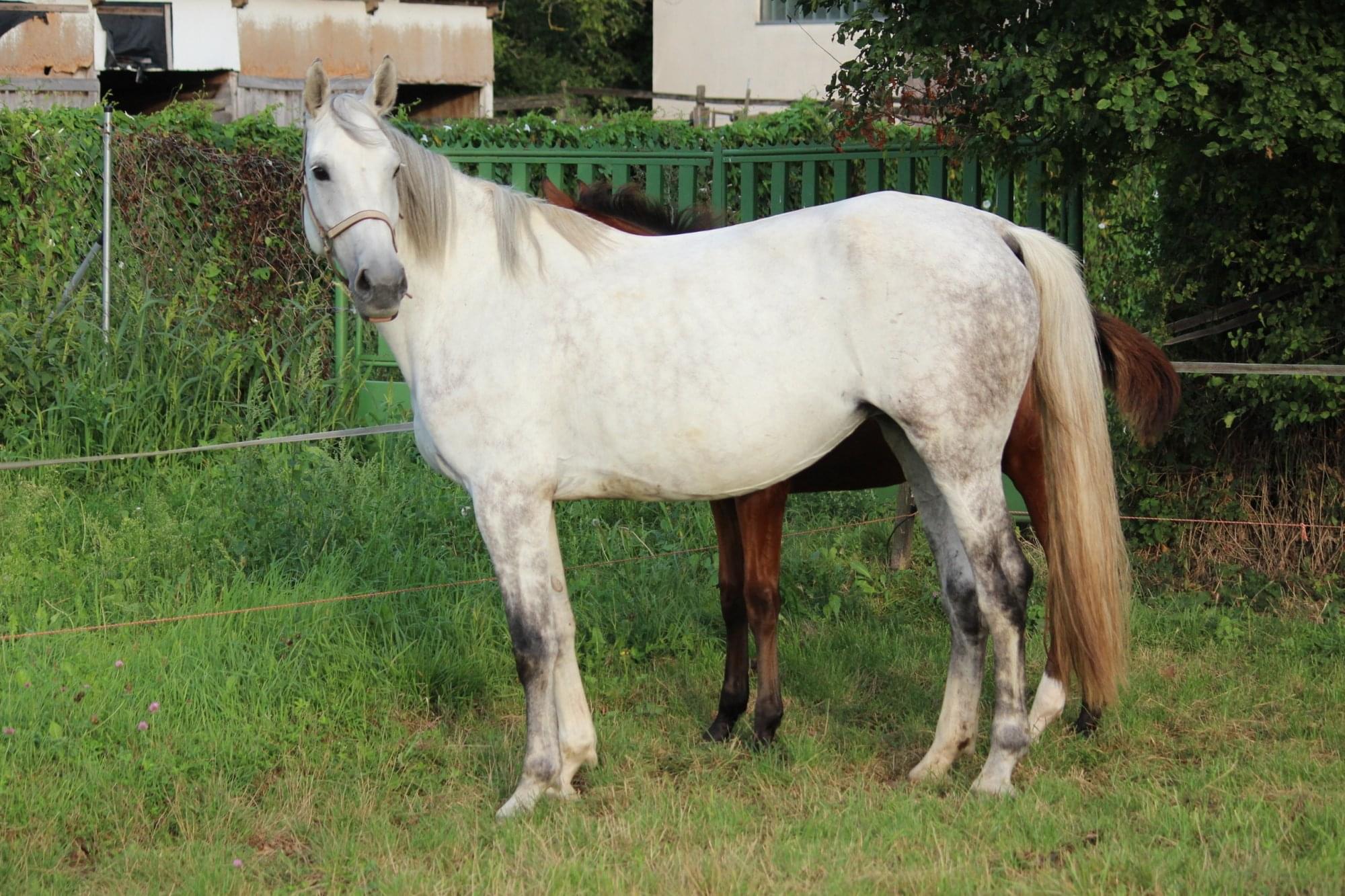 Benelaheleen – Tenyészkancák – Makay Horse