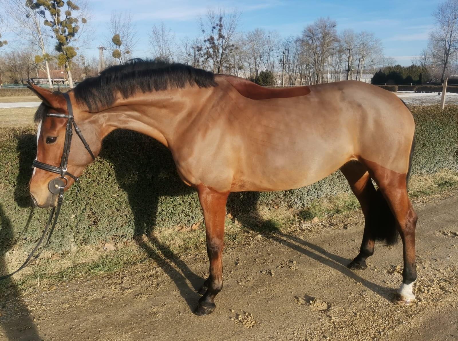 Caresa – Díjugrató lovak – Makay Horse