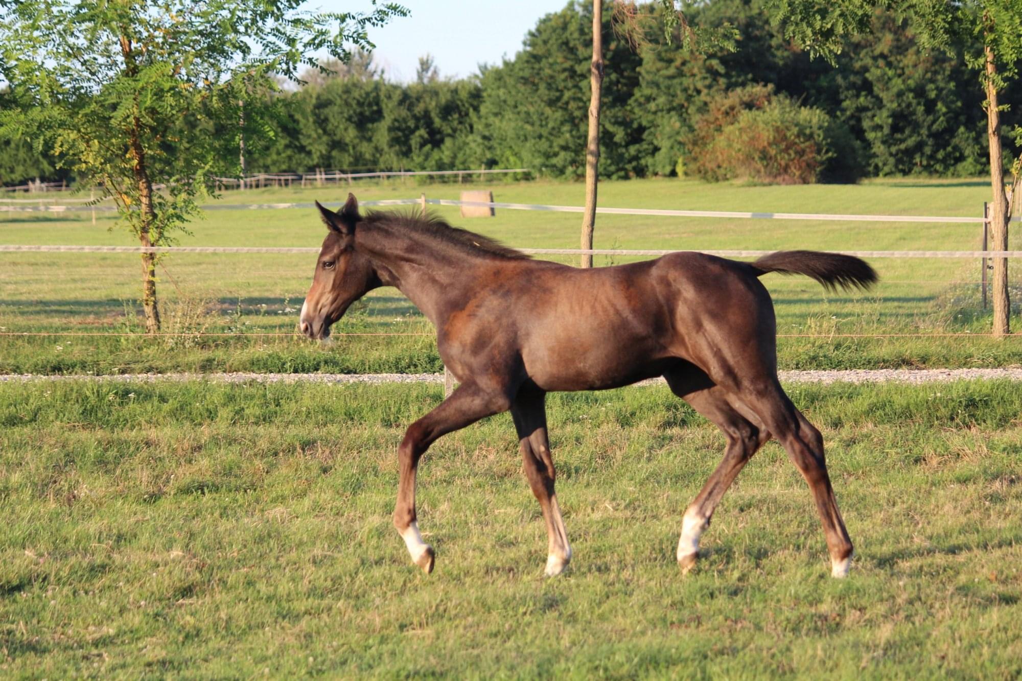 Queen Of Zuccero – Fiatal lovak – Makay Horse