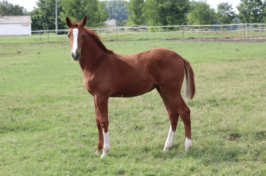 DAHLIA MT Z – Fiatal lovak – Makay Horse