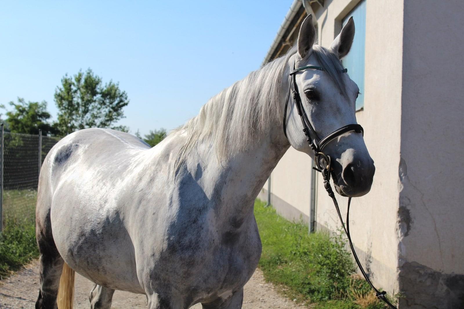 Benelaheelen – lófotó – Makay Horse Benelaheelen – lófotó – Makay Horse