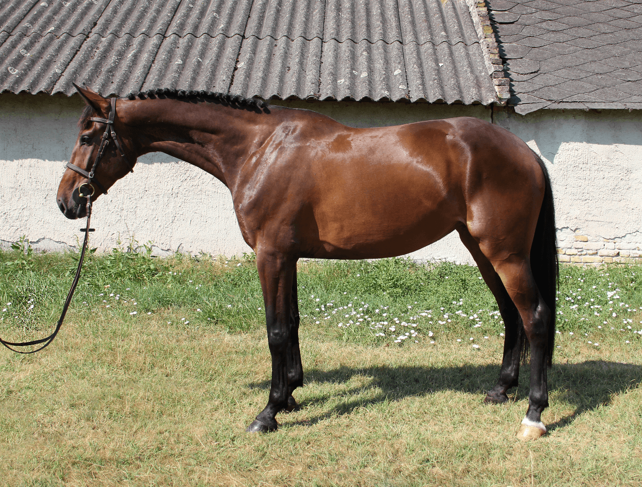 Casallco Da Ragazza MT Z – Díjugrató lovak – Makay Horse