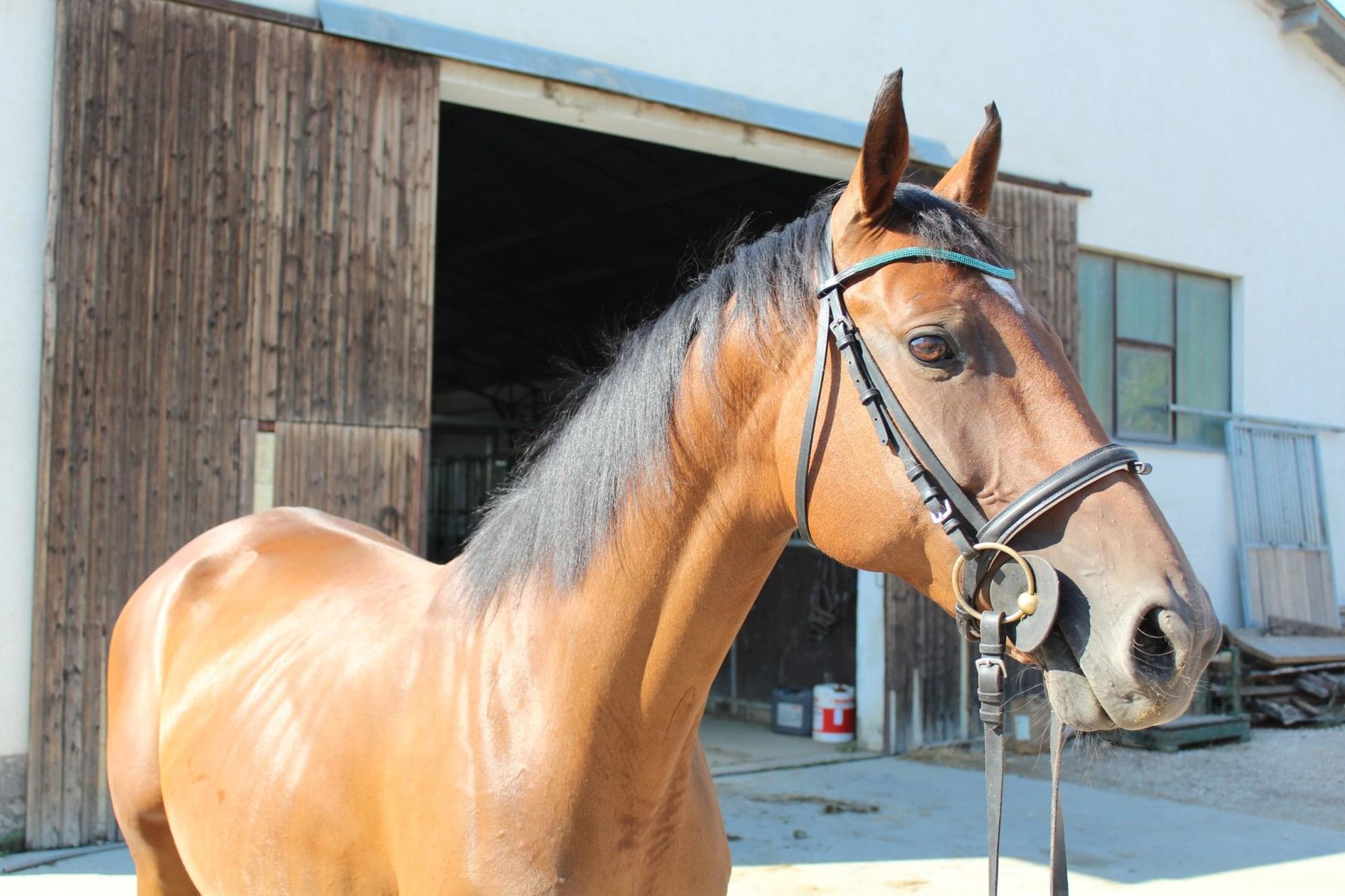 Athina – Tenyészkancák – Makay Horse
