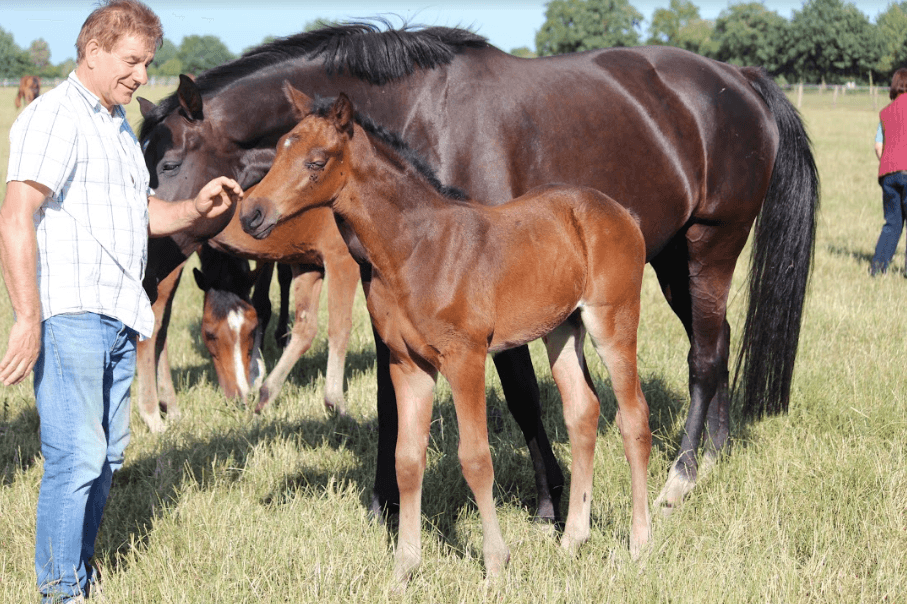 VERDINA – Fiatal lovak – Makay Horse VERDINA – Fiatal lovak – Makay Horse