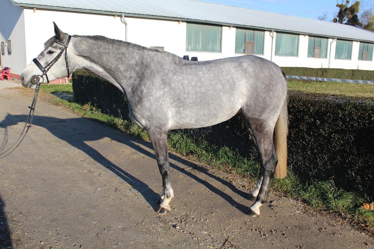 Campanella – Díjugrató lovak – Makay Horse Campanella – Díjugrató lovak – Makay Horse