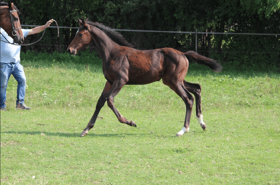 DE VITA MT Z – Fiatal lovak – Makay Horse DE VITA MT Z – Fiatal lovak – Makay Horse