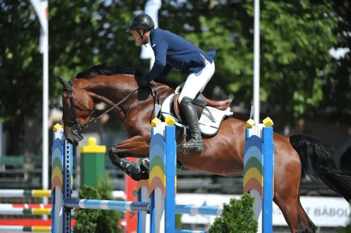 Hayana M – Tenyészkancák – Makay Horse