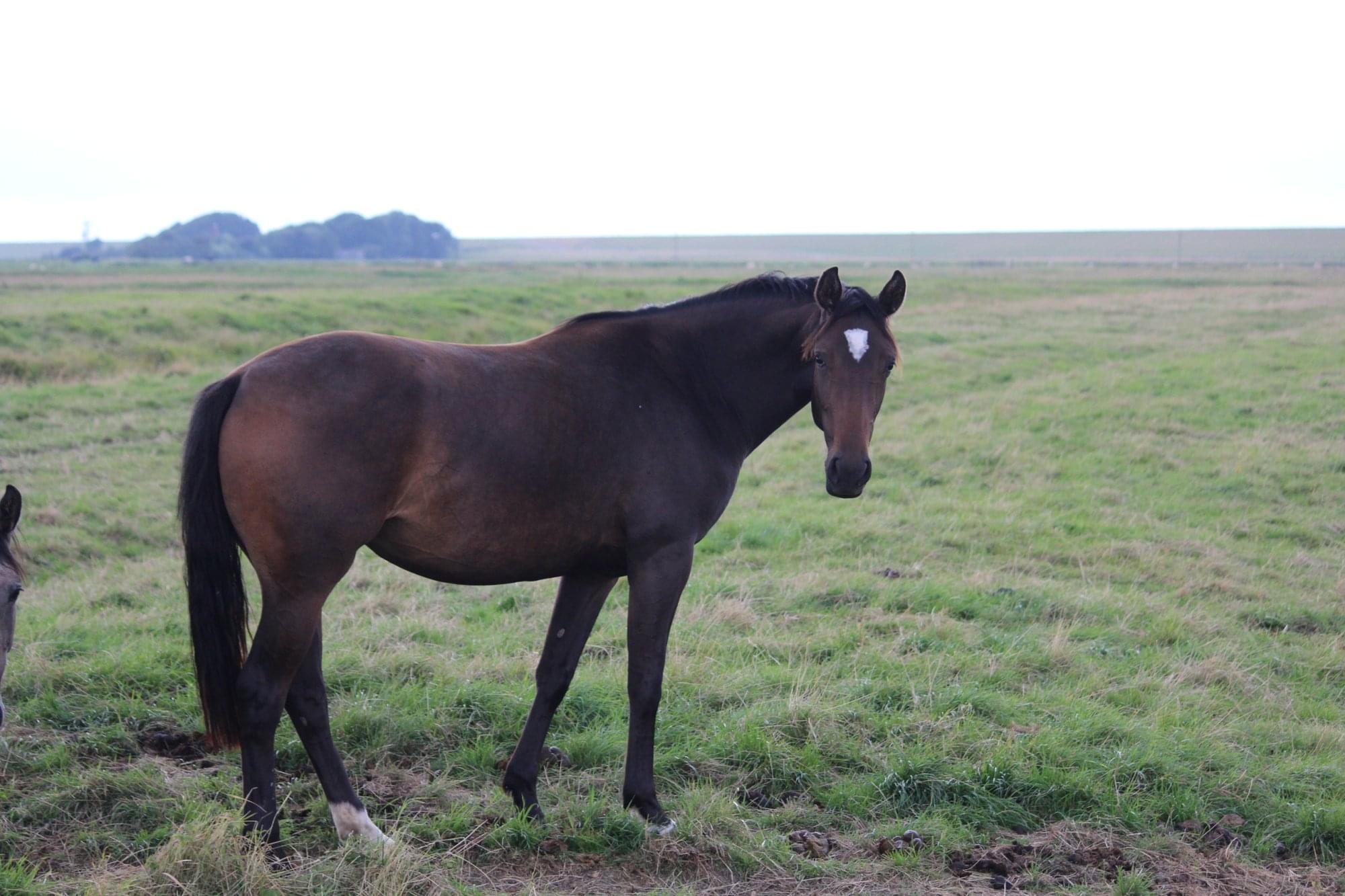 Darcodella – Tenyészkancák – Makay Horse Darcodella – Tenyészkancák – Makay Horse
