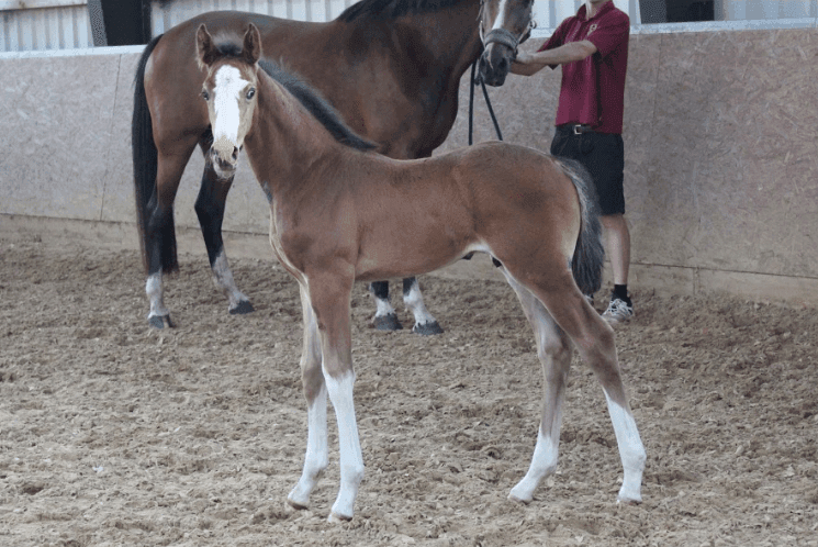 CATCH WINNETOU – Fiatal lovak – Makay Horse