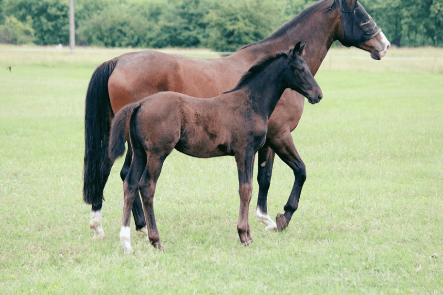 DARLIEN MT Z – Fiatal lovak – Makay Horse