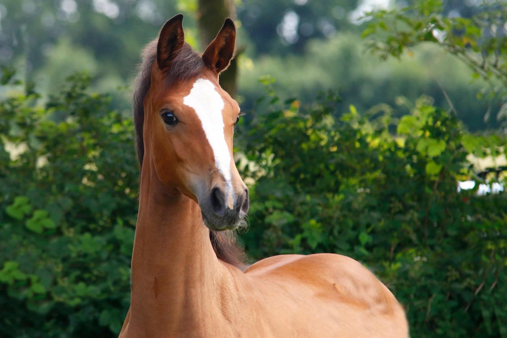Idonka – Fiatal lovak – Makay Horse