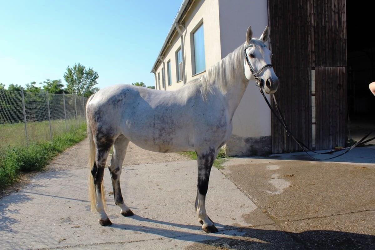 Benelaheelen – lófotó – Makay Horse Benelaheelen – lófotó – Makay Horse